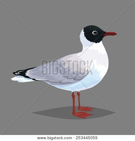 Realistic Bird Seagull Isolated On A Grey Background.