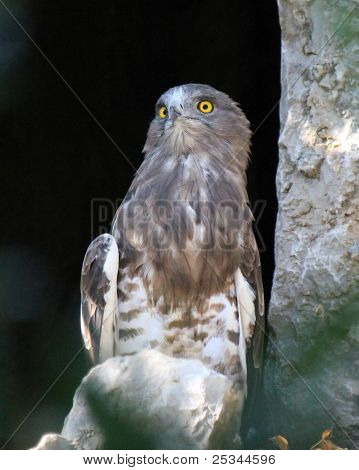 Eagle