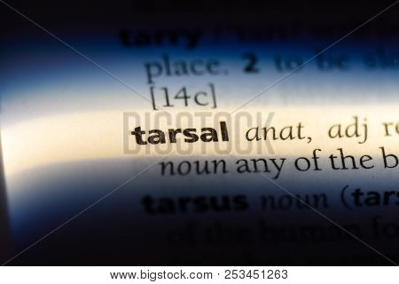 Tarsal Word In A Dictionary. Tarsal Concept.