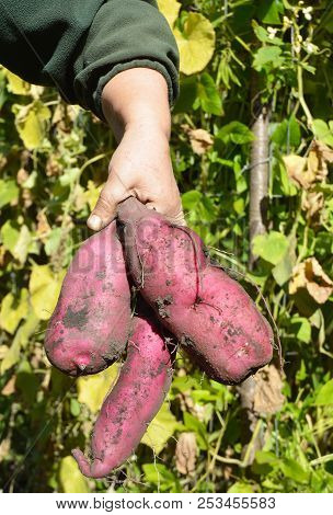 Sweet Potatoes Harvesting Time. How To Grow  Sweet Potatoes In Your Backyard.