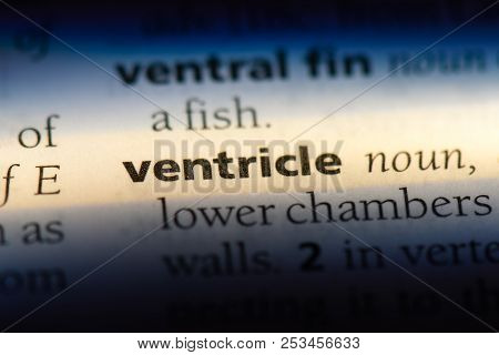 Ventricle Word In A Dictionary. Ventricle Concept.