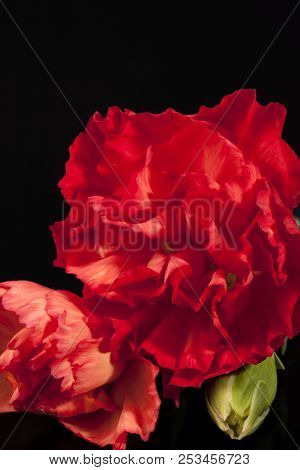 Flower Of Red Carnation (dianthus Caryophyllus) Isolated On Black  Background