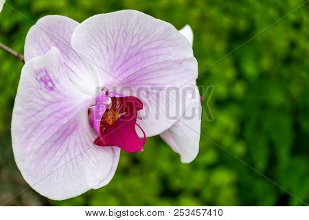 Closeup Beautiful Pink Orchid With Green Leaves In Plant