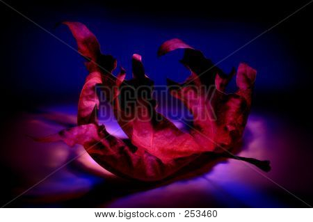 Feuille