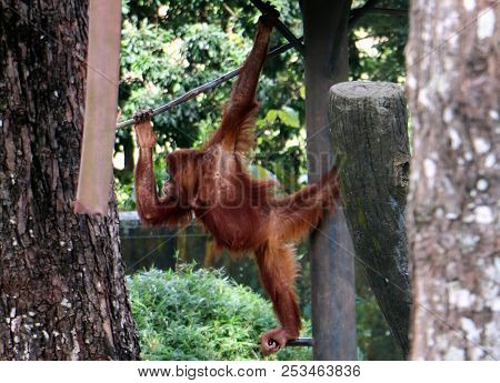 The Orangutans Are Three Extant Species Of Great Apes Native To Indonesia And Malaysia.