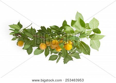 Branch Of The Yellow Cherry Plum With Ripe Fruits And Leaves On A White Background