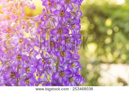 Blossoming Delphinium In The Field, In Summer In Warm Weather In The Wind