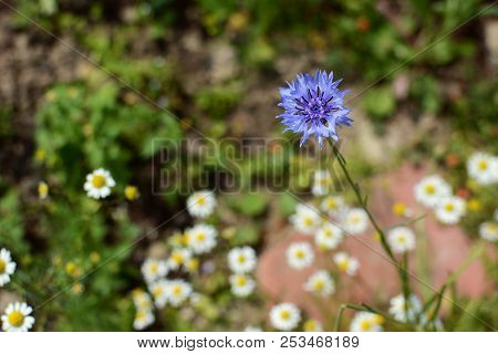 Single Blue Cornflower Against A Background Of Mayweed