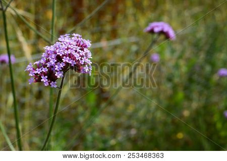 Long Stems Of Purple Flowers On A Verbena Plant