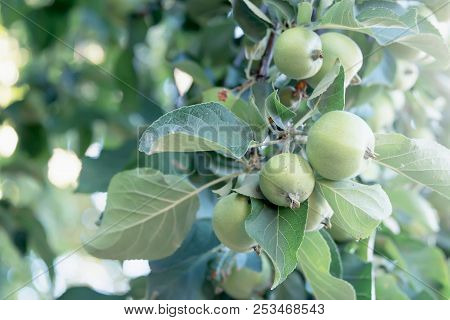 Green, Unripe Apples On A Branch In A Home Garden
