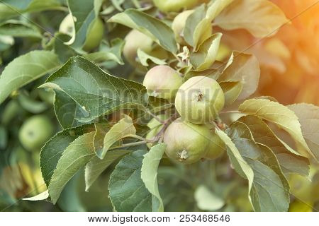 Green, Unripe Apples On A Branch In A Home Garden