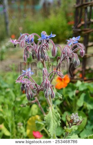 Borage Plant With Downturned Blue Flowers