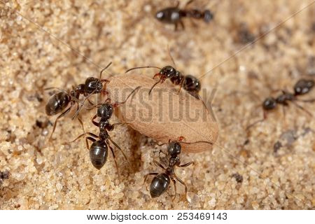 Ants And Formic Eggs In Nature. Macro