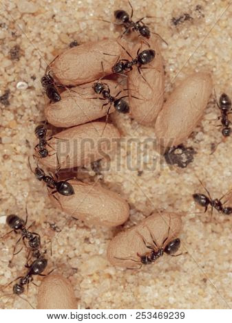 Ants And Formic Eggs In Nature. Macro