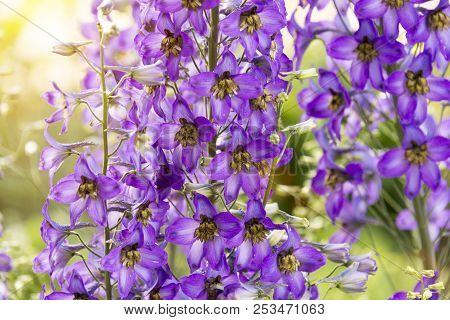Blossoming Delphinium In The Field, In Summer In Warm Weather In The Wind