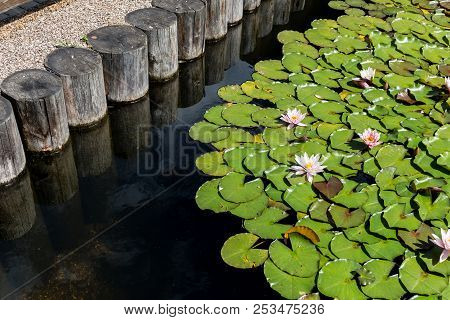 Lilies On The Surface Of The Water On A Sunny Summer Day