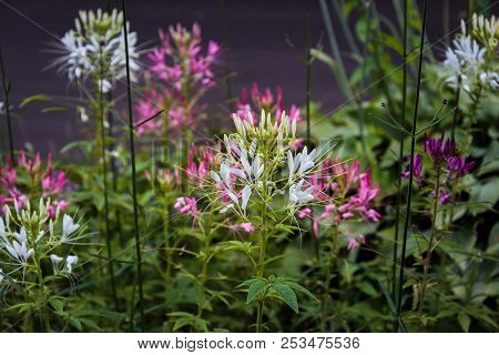 Purple And White Flowers In Summer In The Field