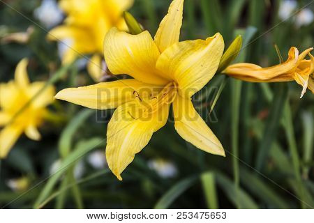 Yellow Lily Flower In The Park In Summer Close-up
