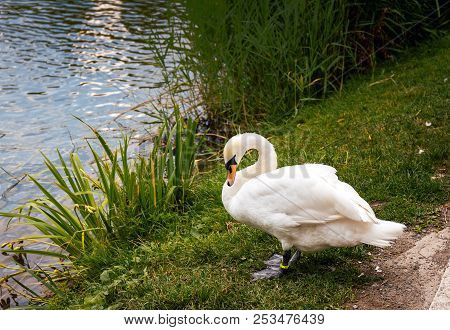 White Swan Stands On The Shore Of A Pond On The Background Of Floating Houses