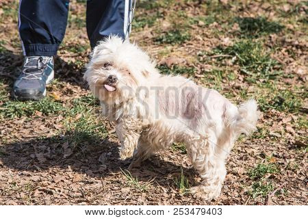 Mature Bichon Dog Outdoor Living In Belgium