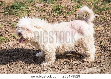 Mature Bichon Dog Outdoor Living In Belgium