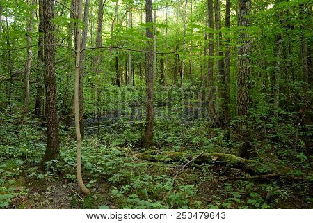 Deciduous Forest At Summer Day In The Karelian Isthmus, Russia.