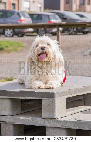 Mature Bichon Dog Outdoor Living In Belgium