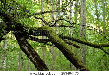 The Tree Branches Is Curved In Deciduous Forest At Summer Day In The Karelian Isthmus, Russia.