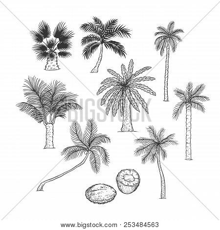 Vector Sketch Set Of Palm. Different Kinds Of Tropical Trees And Coconut. Contour Black Illustration