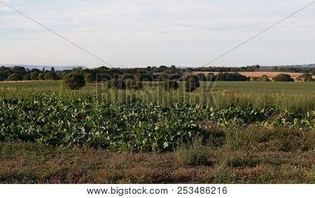 The Crops Growing In A Farmers Field In Lancashire