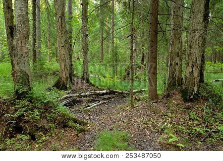Pine Forest At Summer Sunny Day In The Karelian Isthmus, Russia.