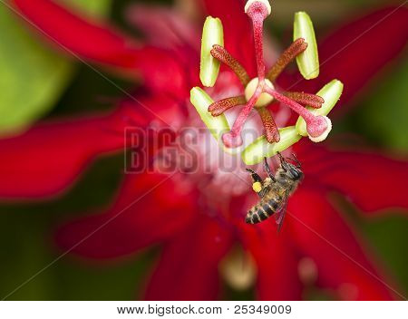 Photo macro d'une abeille, pollen de collecte