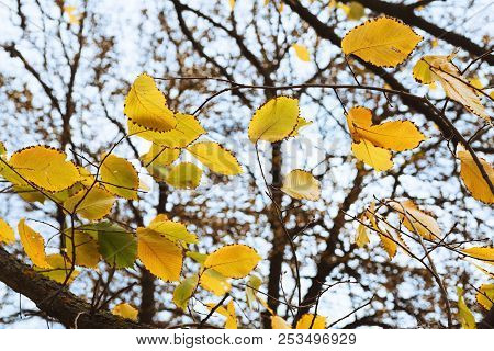 Autumn Leaves On Branches Against Sky Background