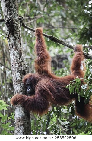 Sumatran Orangutan (pongo Abelii) Hanging From Tree In Gunung Leuser National Park