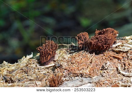 Stemonitis Splendens Slime Mold Known As The Chocolate Tube Slime