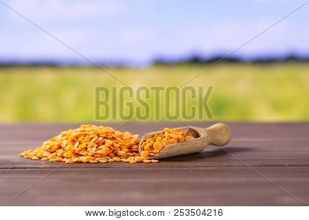 Lot Of Whole Raw Red Lentils With Wooden Scoop With Green Wheat Field In Background