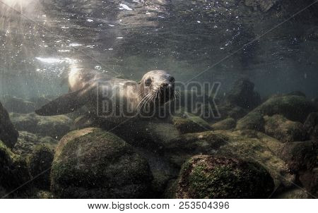 Curious Galapagos Sea Lion (zalophus Wollebaeki) Underwater
