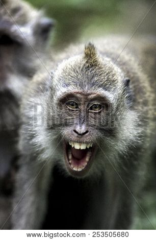 Crab Eating Macaque (macaca Fascicularis) Showing Aggression
