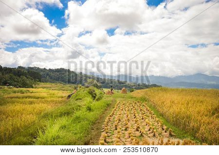 Beautiful Panoramic Landscape With Rice Fields In Tana Toraja Highlands Near Batutumongi Village. So