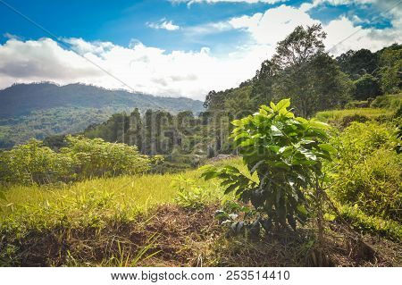 Coffee Plantation In Tana Toraja, Rantepao In South Sulawesi, Indonesia. Toraja Highlands Arabica Co