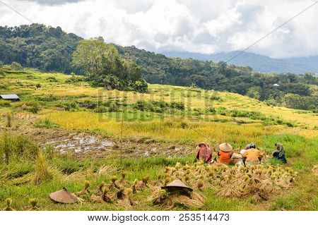 Beautiful Landscape Of The Rice Fields Ready To Be Harvested In Tana Toraja Highlands Near Batutumon