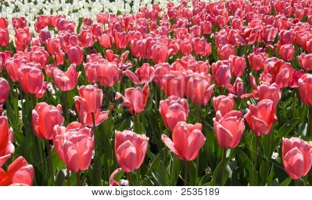 Tulipani