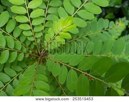 Closed Up Life Green Phyllanthus Pulcher Tree Top, Selective Focus On The Branch Top