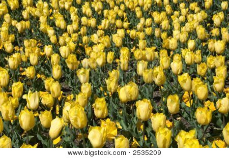 Tulipani