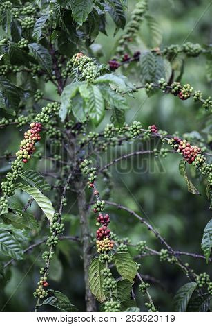 Coffee Beans Ripening On Plant, El Salvador