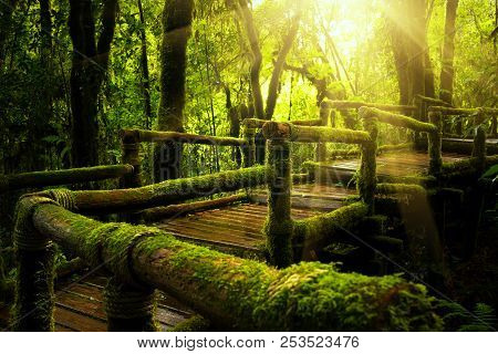Green Moss And Wooden Bridge