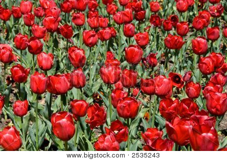 Tulipani