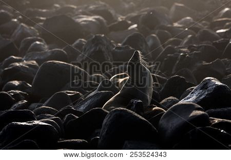 Galapagos Sea Lion (zalophus Wollebaeki) Camouflaged On Volcanic Rocks On Galapagos Islands Coastlin