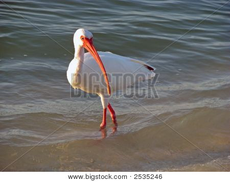 Hvid Ibis