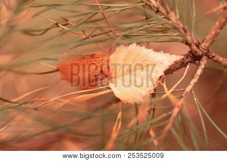 Leaf On Needles And Needles In Autumn .